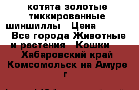 котята золотые тиккированные шиншиллы › Цена ­ 8 000 - Все города Животные и растения » Кошки   . Хабаровский край,Комсомольск-на-Амуре г.